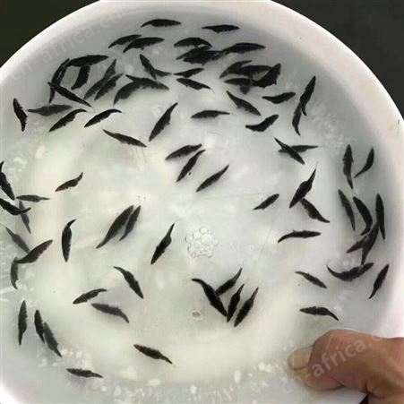 鳜鱼苗 翘嘴桂花鱼苗 基地桂花鱼苗供应