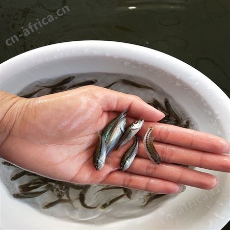 中渔水产 宝石鲈鱼 鲈鱼苗价格 价格出售
