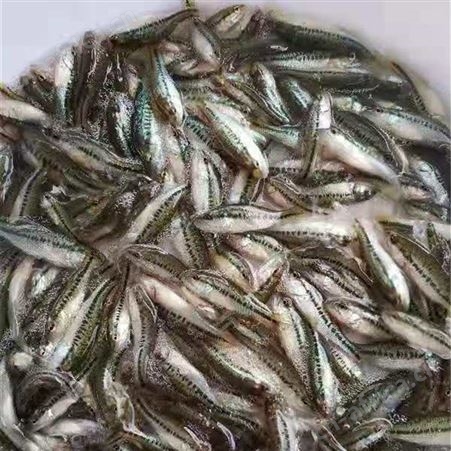 加州鲈鱼苗   价格合理
