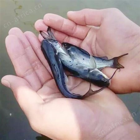 斑点尾叉鱼苗-各类鱼苗批发 批发价格实惠 专业鱼苗批发商 诚信经营