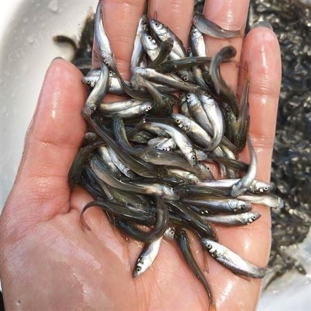 银鳕鱼苗银鳕鱼 淡水银鳕鱼苗 鳕鱼苗批发 基地直销大鳞鲃银鳕鱼苗