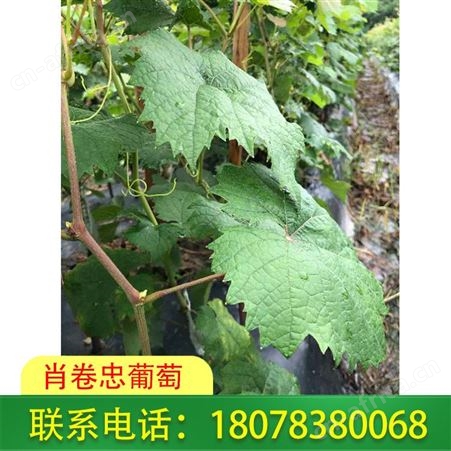 临桂5bb砧木|阳光玫瑰葡萄苗市区发货