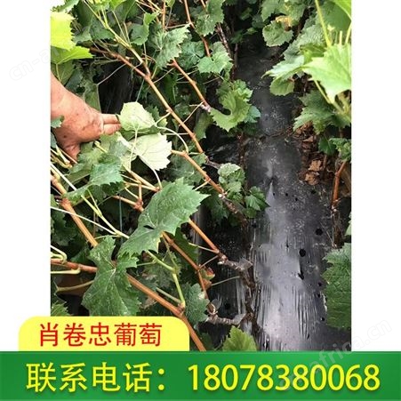 百色阳光玫瑰葡萄苗批发园欢迎您来电详询