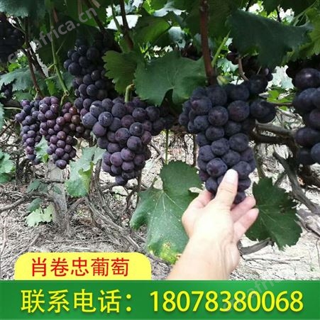 桂林资源生态葡萄出售：巨峰自然果真甜