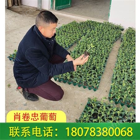 广西资源天山美西瓜苗根系发达，欢迎订购