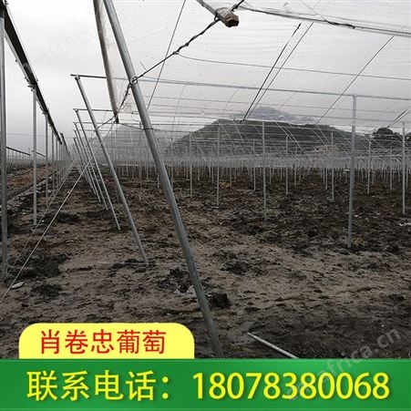 钦州钢管连栋大棚公司提供技术解决方案
