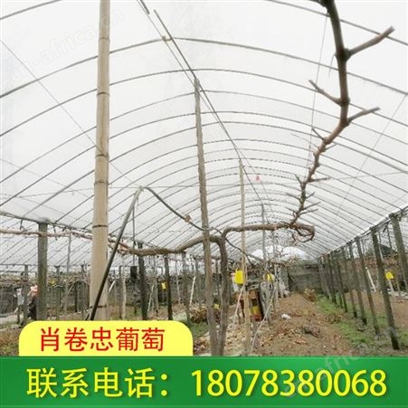 全州水泥杆连体小棚_广西葡萄架子搭建详情请致电了解