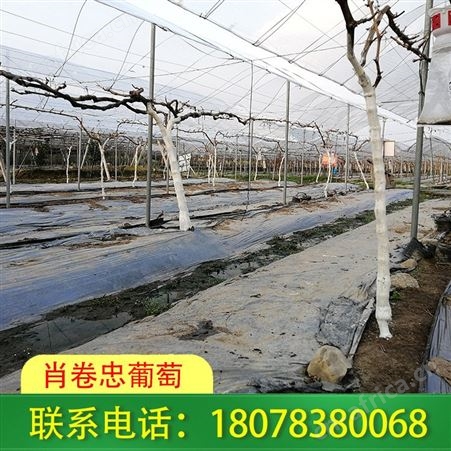 临桂草莓园搭建，一键电话咨询吧！
