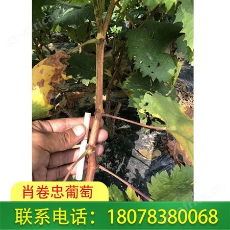 南宁横州阳光玫瑰葡萄苗批发基地报价美丽