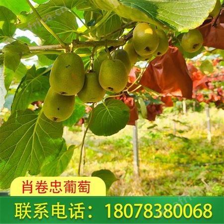 广西红心猕猴桃口感香甜清爽