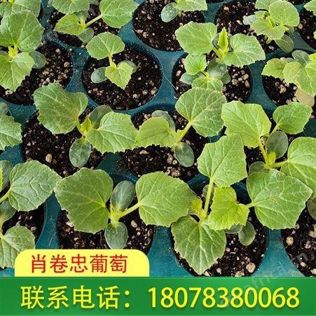 广西荔浦大甜王|小甜王西瓜苗供应