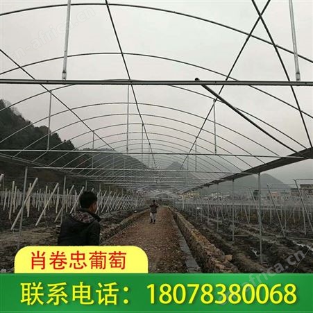 广西阳朔钢管棚架安装_温室大棚公司服务热情