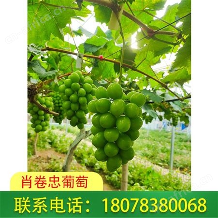 广西柳州阳光玫瑰葡萄预售开始啦
