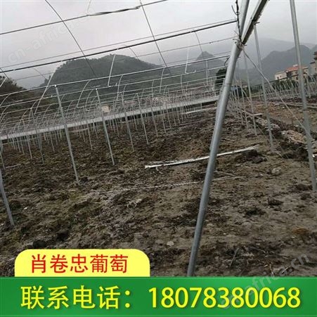 临桂草莓园搭建，一键电话咨询吧！