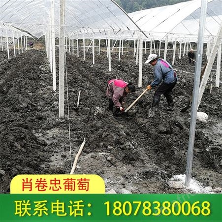 平乐猕猴桃架等果园棚架建造详情