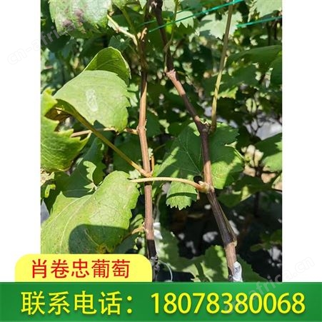 广西梧州葡萄基地供应高质量妮娜公主苗