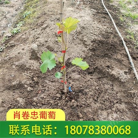 广西桂林阳光玫瑰大营养杯脱毒苗发货及时