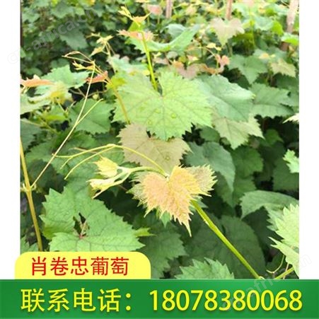 临桂5bb砧木|阳光玫瑰葡萄苗市区发货