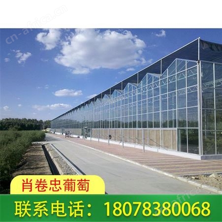 广西桂林连栋温室大棚-搭建工程请找肖卷忠葡萄