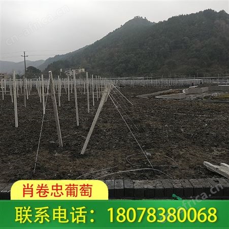 钦州水泥杆连体小棚：火龙果架搭建我们资质齐全