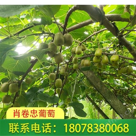 广西红心猕猴桃口感香甜清爽