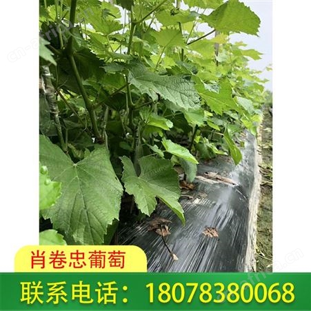 南宁阳光玫瑰葡萄苗择优选择：肖卷忠葡萄种植园