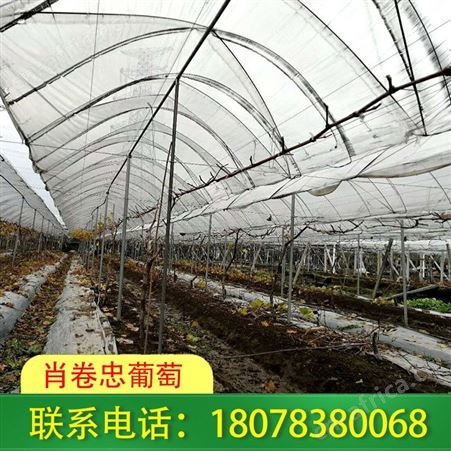 临桂草莓园搭建，一键电话咨询吧！