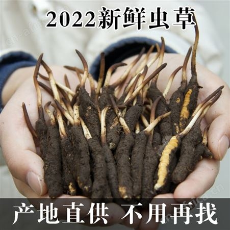 2022青海新鲜虫草西藏冬虫夏草预售4月底发货代发批发直播