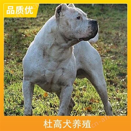 杜高犬养殖基地 性别公母 免疫驱虫已做完 年龄2-6