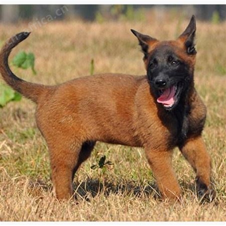 纯种马犬幼犬 长期养殖 双血统成年犬 已做免疫驱虫