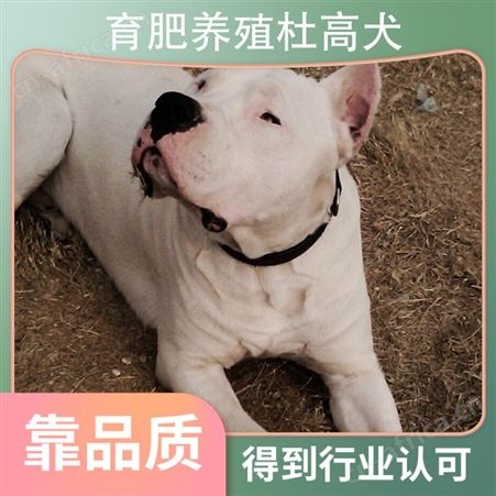 育肥养殖杜高犬 公母均有 品种杜高犬 胸围19cm 体长70cm