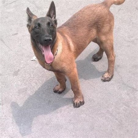 马犬养殖基地 纯种成年宠物犬 健康活体 适应能力强 生长快