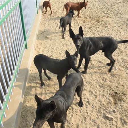 散养大骨架黑狼犬幼犬 改良双血统 适应能力强 饲养简单
