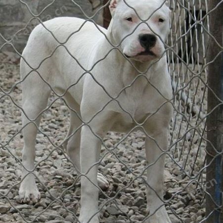 育肥宠物玩赏杜高犬 幼犬 采食性广 耐粗饲 好养易活
