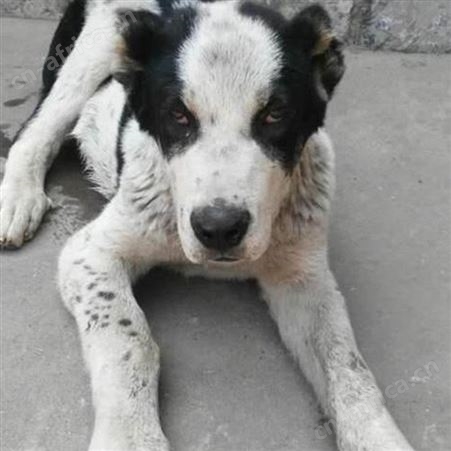 农家养殖中亚牧羊犬 宠物犬 性情温顺 行动敏捷 提供技术指导