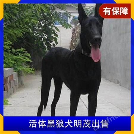 活体黑狼犬明茂出售 年龄幼年 毛色黑色 体重53kg
