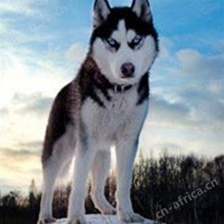 自然散养纯种哈士奇犬 宠物犬 体格健壮 动作敏捷