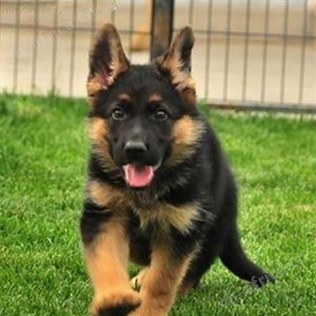纯种德国牧羊犬 德牧幼犬养殖销售 双血统 饲养简单