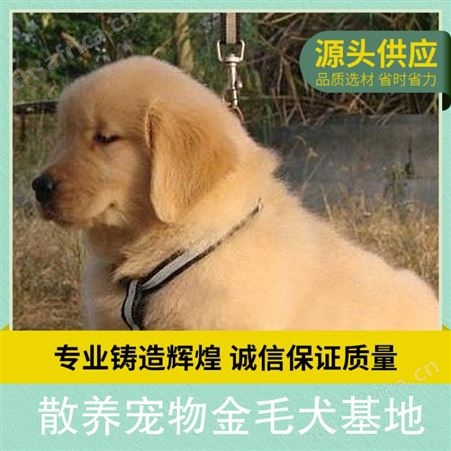 散养宠物金毛犬基地 公母均有 品种金毛 体长55cm