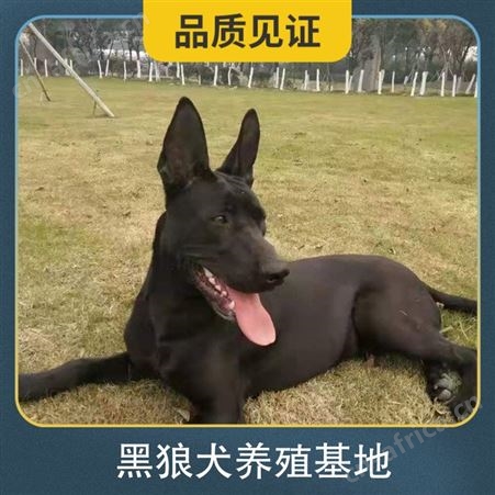 附近的黑狼犬养殖基地 性别公母 免疫驱虫已做完