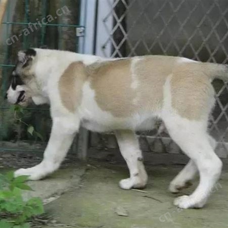 长期供应中亚牧羊犬幼崽 双血统 看家护院 适应能力强