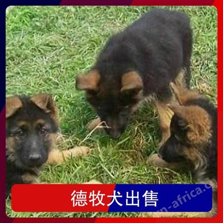 有没有德牧犬出售 品种德国牧羊犬 别名黑背 颜色黄褐色 黑色