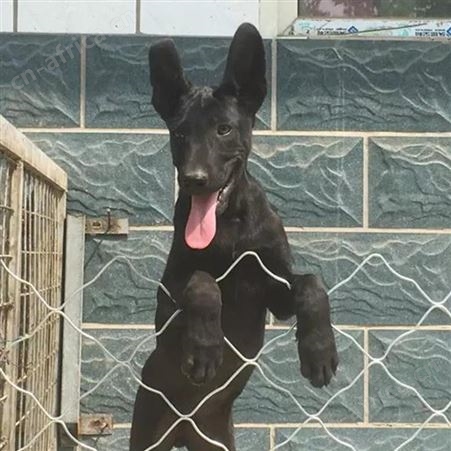 散养种黑狼犬三个月幼犬 行动敏捷 尾巴细长笔直 明茂