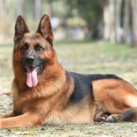 德国牧羊幼犬 大体型德牧犬养殖 体格健壮 已做防疫驱虫
