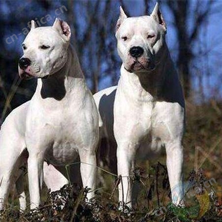 双血统阿根廷杜高犬 家养宠物伴侣犬 适应能力强 好养易活 明茂