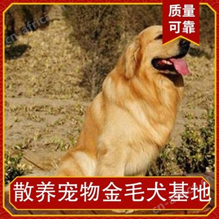 散养宠物金毛犬基地 公母均有 品种金毛 体长55cm