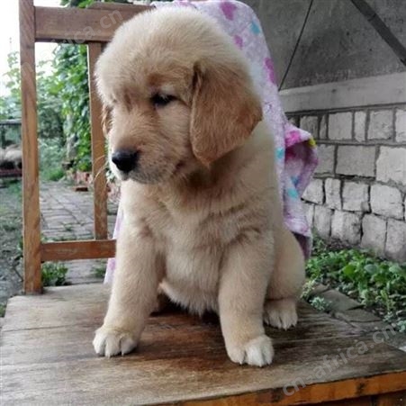 成年金毛犬幼犬 宠物养殖 体格良好 性情温顺 自然散养