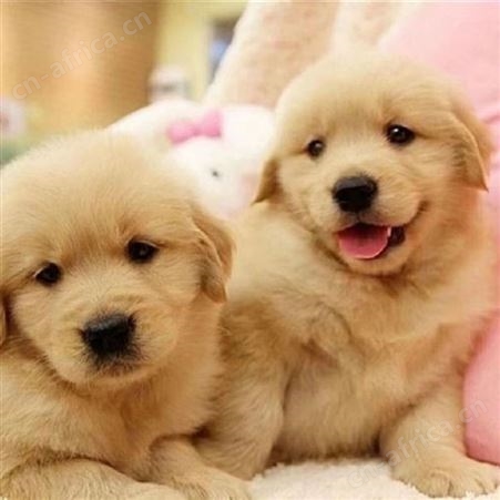 散养宠物金毛犬 金毛宠物狗 巡回导盲犬 体格好 聪明温顺 明茂