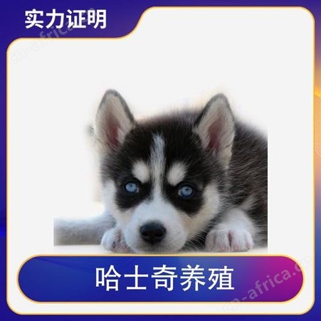 哈士奇养殖注意事项 公母均有 品种哈士奇犬 胸围34cm
