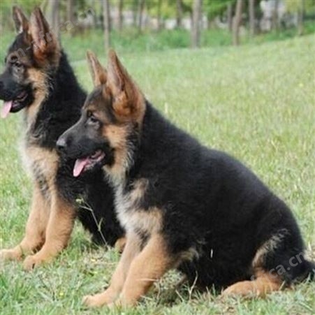 活体德牧犬 赛级德国牧羊犬养殖基地 免疫驱虫已做